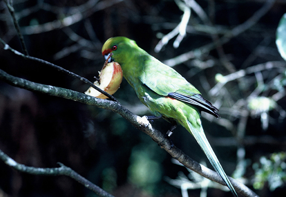 Yellow-Crowned Parakeet