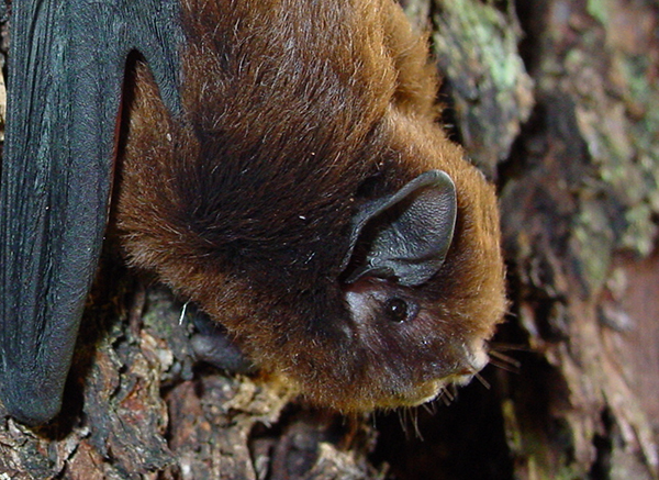 Long tailed bat Colin ODonnell