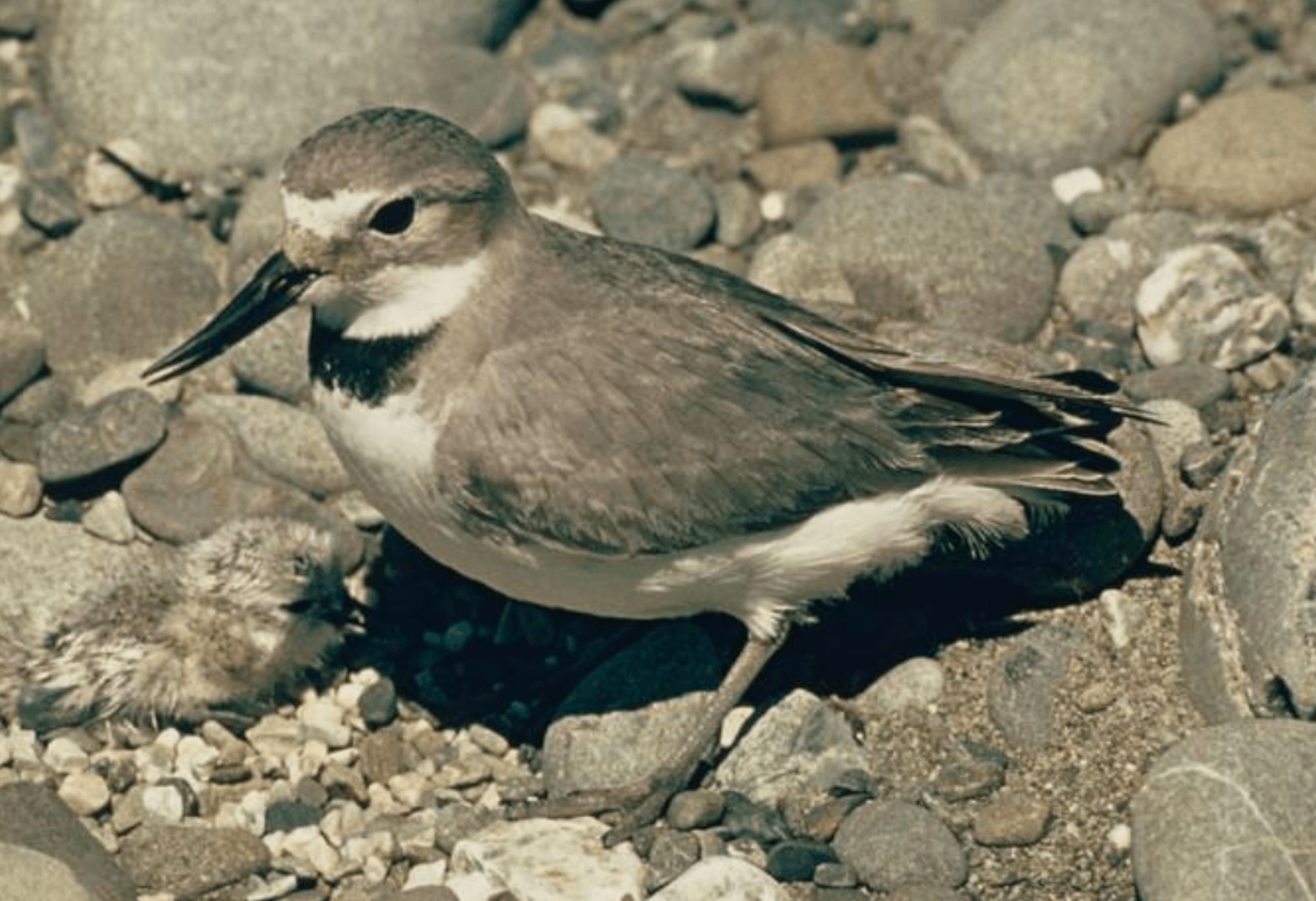 Wrybill