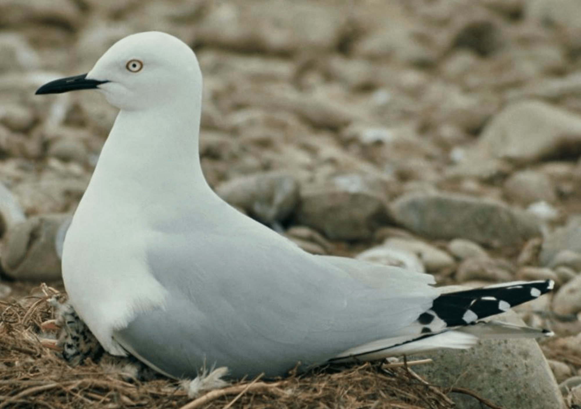 Black-billed Gull