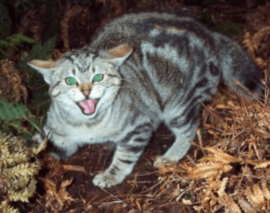ferral cat